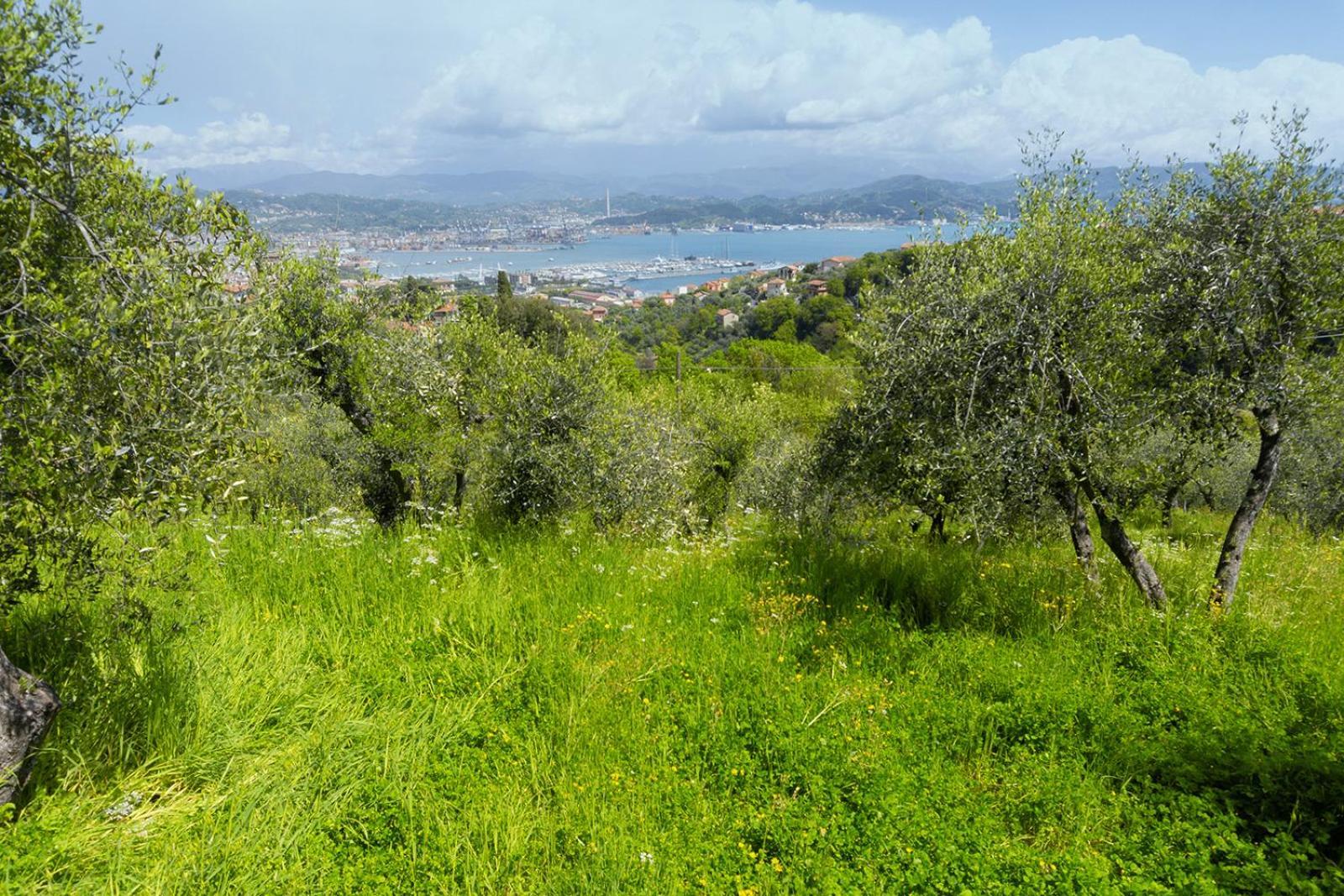 Gli Ulivi Sul Golfo E Le 5 Terre Apartment La Spezia Ngoại thất bức ảnh